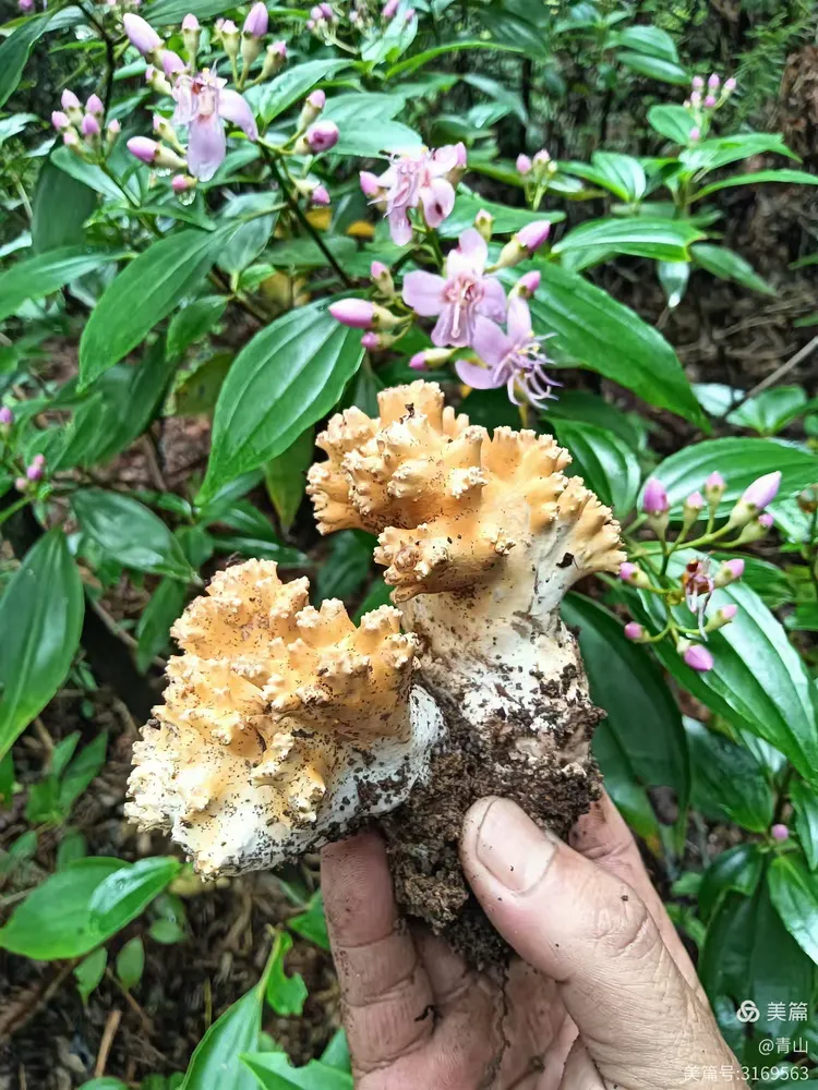 美丽美味的珊瑚菌